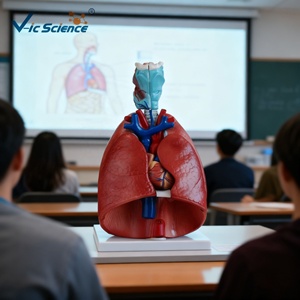 Medizinisches Wissenschaftsmodell für Kehle, Herz und Lunge, Menschliches Organmodell, Anatomisches Lehrmittel - Product Image 3