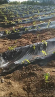 Film de paillage agricole noir et argenté en PE et PP, marque T&H International, modèle 25, origine CN, feuilles de paillis pour usage extérieur