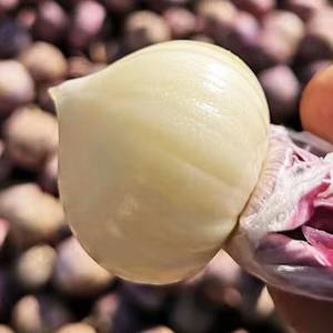 Zhh yunnan बैंगनी त्वचा युक्त एकल लहसुन ताजा और उच्च गुणवत्ता वाले सूखे लहसुन ताजा लहसुन की सब्जियां - Product Image 3