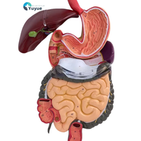 Modèle d'anatomie du système digestif humain avec foie, estomac et intestin grêle pour la formation scientifique médicale, type mannequin