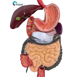 Modelo Anatómico del Sistema Digestivo Humano con Hígado, Estómago y Intestino Grueso para Entrenamiento en Ciencias Médicas, Tipo Maniquí - Product Image 1