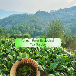 OEM/ODM personalizzabile Premium tè scuro dalla Cina Golden liquore Aroma floreale Tippy grado di origine di origine - Product Image 2