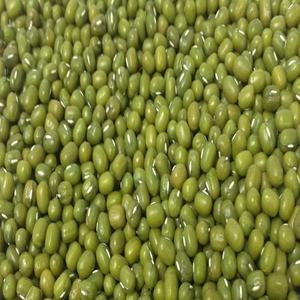 Precios Promocionales Lentejas Verdes Secas Canadienses/Lentejas Verdes Turcas para Sopa, a Granel, Secas, 25 kg, Envasadas al Vacío - Product Image 1