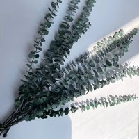 Bunga Awet Alami, Daun Eucalyptus Awet Terlaris di Berbagai Negara, Digunakan untuk Pernikahan dan Dekorasi Rumah