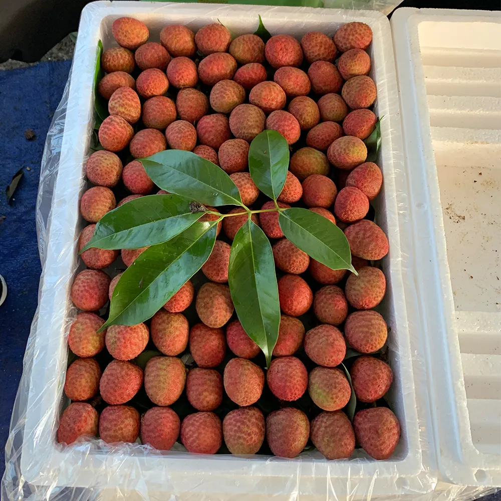 Matured On March Chinese Fresh Lychees Lichee Litchi Lichi Fresh Fruit  Gui Hua Xiang 