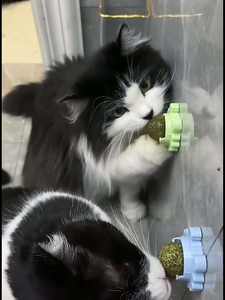 Nuovo giocattolo interattivo dell'erba gatta del gatto della palla della parete della ventosa per i gatti dell'interno - Product Image 2