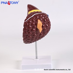 การจำลองทางการแพทย์ตับมนุษย์แบบจำลองทางกายวิภาค PNT-07521พยาธิสภาพตับตับตับพอร์ทัลถุงน้ำดีโครงสร้างท่อน้ำดี - Product Image 3