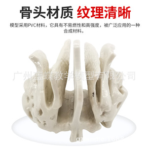 Modelo esquelético ampliado del hueso temporal, hueso esfenoidal y hueso etmoidal; modelo de anatomía esquelética humana; modelo médico ortopédico - Product Image 5