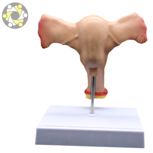 Modelo Anatómico Femenino de Alta Calidad, Órganos <span class=keywords><strong>Genitales</strong></span> <span class=keywords><strong>Internos</strong></span> (Útero), Diseño Correcto, Material de PVC, Tamaño de 20 cm, para Uso Médico - Product Image 4