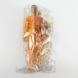 Modelo de Anatomía Humana de Plástico Desmontable, Juguete Educativo de Ciencias Médicas, Estructura Corporal 3D - Product Image 2