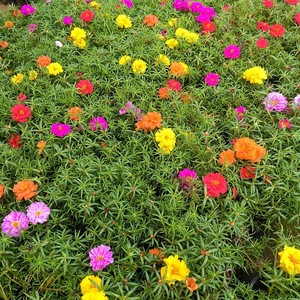 Plántulas de <span class=keywords><strong>Portulaca</strong></span> de <span class=keywords><strong>Doble</strong></span> Pétalo con Raíces en Macetas, Modelo 691, Vegetación Perenne para Balcón/Patio Exterior, Fácil de Cultivar - Product Image 2