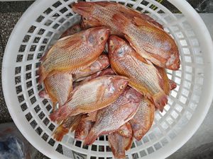 Tilapia Rossa Premium Congelata 600-800g, Tilapia Intera Congelata - Product Image 3
