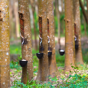 Madera de Caucho de Tailandia de Primera Calidad, Madera Dura Suministrada por la Fábrica para Exportación Global por XINTHAI - Product Image 2