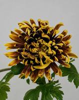 Vente en gros usine – Chrysanthème artificiel à tige unique, grande fleur, toucher réel, fleur en PU pour arrangements floraux de mariage et de maison