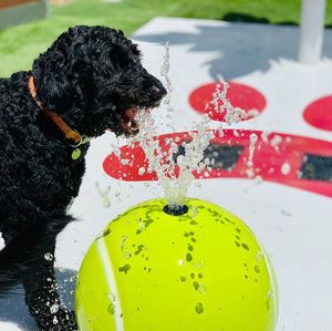 Spruzzatore d'Acqua per Palline da Tennis in Acciaio Inossidabile |   Funkzione Spray per Piscina per Animali Domestici |   Attrezzatura Professionale per Giochi d'Acqua in Piscina per Cani - Product Image 2