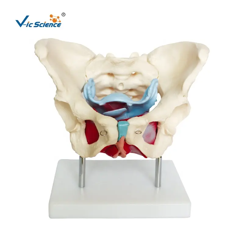medical science High-quality Teaching Model of Female Pelvic and Pelvic Muscles life size skeleton