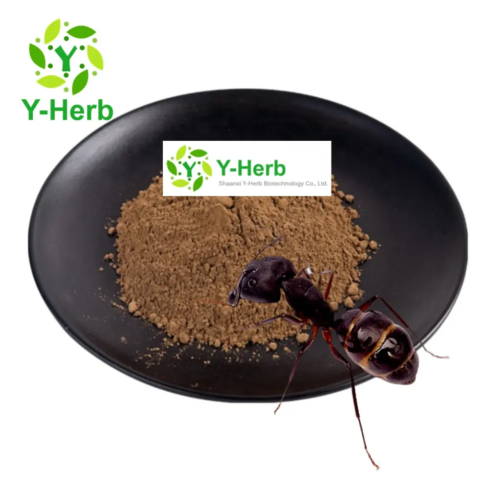 Black Ant King P.E. 20:1 noir polyrachis fourmi extrait poudre 50:1 10:1 noir fourmi extrait