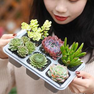 DD1684 Tiny 4 6 Cellule Plante Succulentes Soucoupes Mini Cultiver Des Semis Pot De Fleurs En <span class=keywords><strong>Plastique</strong></span> Plateaux De Fleurs pour Plantes D'intérieur - Product Image 5