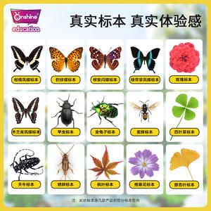 Onshine Juego de juguetes de resina con especímenes de insectos, mariposas y escarabajos para explorar la naturaleza, para niños de 8 a 13 años - Product Image 5