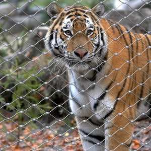 Filet de protection en acier inoxydable 304/316 pour <span class=keywords><strong>zoo</strong></span>/balcon, empêchant les fuites et les chutes - Product Image 2