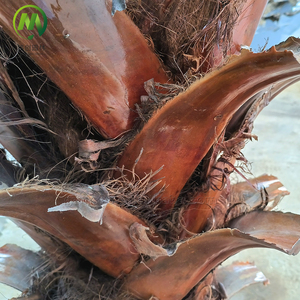 <span class=keywords><strong>Albero</strong></span> di cocco artificiale decorativo formato personalizzato piegato conservato a spina di pesce <span class=keywords><strong>corteccia</strong></span> di palma artificiale con noci di cocco - Product Image 5