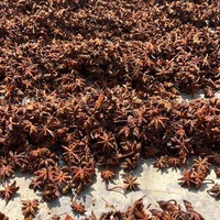 Selected Star Anise Whole Dried Spices Illicium Verum a Grade Natural Condiment for Meat Soup and Pho Seasoning Wholesale