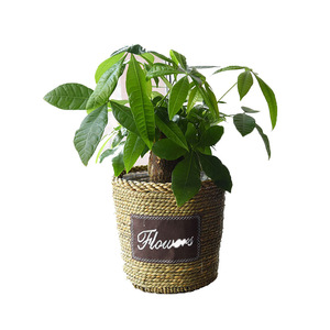 Pot de fleurs en rotin Vivian Home, fait main, décoratif, pour salon, balcon, plantes d'intérieur - Product Image 5