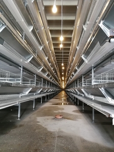 Nuevo Equipo de Avicultura en Oferta, Jaula para Gallinas Ponedoras Tipo H, Equipo Avícola Automatizado para Gallinas Ponedoras, <span class=keywords><strong>Precio</strong></span> Competitivo - Product Image 2