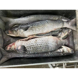 <span class=keywords><strong>ปลา</strong></span>กระบอกสีเทาแช่แข็งอาหารทะเลแช่แข็ง - Product Image 2