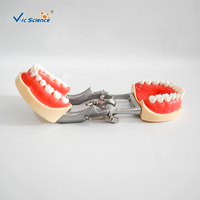 Modelo de Entrenamiento Dental, Modelo de Plástico de Dientes Humanos, Modelo Educativo de Ciencias Médicas