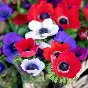 Flor de Anémona Artificial de Látex con Tacto Real, Venta al por Mayor de Fábrica, para Decoración de Hogar, Bodas y Fiestas, Arreglos Florales - Product Image 3