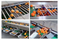 Roltype wortelsorteermachine, avocado- en auberginesorteermachine, wortelsorteermachine, groente- en fruitsorteermachine