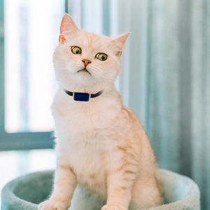 Üretim su geçirmez GPS spor büyük yaka 4g Tracker köpek izleme bulucu kedi gps tracker evcil hayvan takip cihazı gerçek zamanlı izleme için - Product Image 6