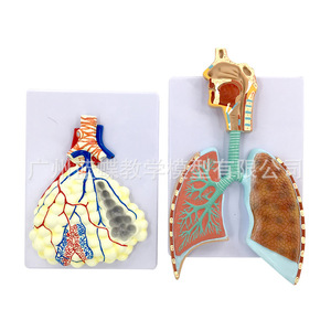 Modèle anatomique du système respiratoire humain ; modèle anatomique en relief du système respiratoire pulmonaire ; modèle anatomique agrandi - Product Image 1