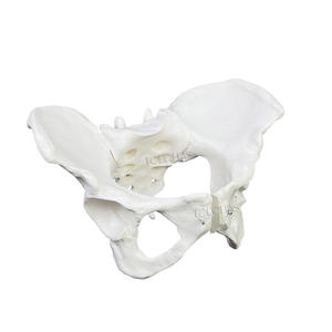 LHN061 Escuela <span class=keywords><strong>de</strong></span> Medicina Modelos <span class=keywords><strong>de</strong></span> esqueleto <span class=keywords><strong>de</strong></span> PVC Enseñanza Investigación Tamaño real Modelo pélvico femenino <span class=keywords><strong>Precio</strong></span> - Product Image 1