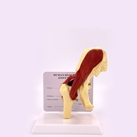 Modèle anatomique Tianlian TL-JX052 des membres supérieurs et des articulations de la hanche humaines avec muscles, ligaments vasculaires et os - Utilisation en laboratoire Classe I