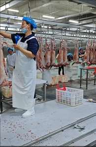 Schafs ch lacht hof Erwachsene Schafs ch lacht maschine für Ziegen schlachthof ausrüstung - Product Image 3