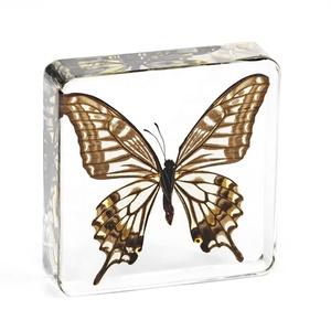 Bất Khô Bướm Trong Rõ Ràng Nhựa Sống Động Như Thật Trường Trung Học Cơ Hội Trung Học Lớp Học Giảng Dạy Tài Nguồn Quan Sát Nhân Tạo Hổ Phách Mẫu - Product Image 2