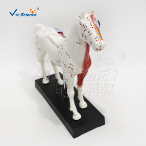 Modèle simulé de points d'acupuncture équine avec base et manuel d'instructions - aide pédagogique pour laboratoire - Product Image 2