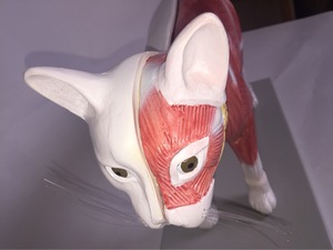 Modelo anatómico de gato 3D de tamaño real para Educación Veterinaria | Herramienta de entrenamiento de órganos desmontables, sistemas esqueléticos y musculares - Product Image 6