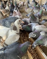 Cage d'élevage pour pigeons de course en acier, fournisseur d'or, pour cages à pigeons HJ-PC32