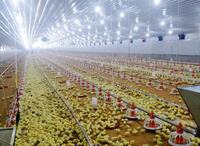 Système d'alimentation automatique pour poulets AGRIESO, prix d'usine, avec mangeoire pour poulets de chair et reproducteurs, garantie 1 an