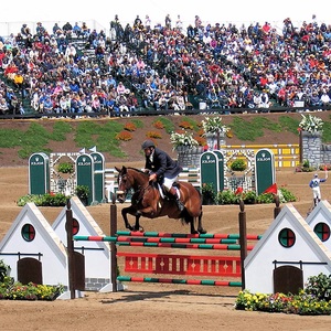 Equestrian Equipment Set Metal Frames Adjustable Height Durable Direct From Factory Horse Fast Delivery <strong>Show</strong> <strong>Jumps</strong> - Product Image 3