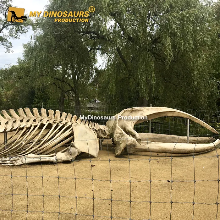 My Dino DZ019 Outdoor Playground Life Size Bowhead Whale Skeleton