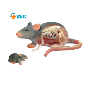 4D Lắp Ráp Chuột cơ quan giải phẫu mô hình y tế khoa học đồ chơi lấy cảm hứng từ khoa học động vật cho giảng dạy - Product Image 1