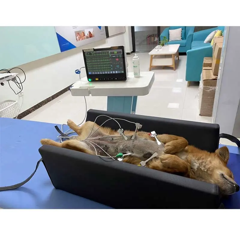 DAWEI Animal Blood Pressure Monitor Système de surveillance cardiaque vétérinaire