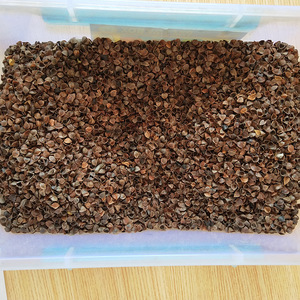 1KG <span class=keywords><strong>de</strong></span> coques <span class=keywords><strong>de</strong></span> <span class=keywords><strong>sarrasin</strong></span> entier séchées en vrac naturelles et coquilles <span class=keywords><strong>de</strong></span> <span class=keywords><strong>sarrasin</strong></span> brut <span class=keywords><strong>pour</strong></span> <span class=keywords><strong>oreiller</strong></span> Matériau <span class=keywords><strong>de</strong></span> remplissage Épices et herbes simples - Product Image 1