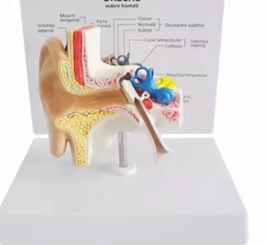 Anatomical Ear Model 3D Medical <b>Silicone</b> Educational <b>Tool</b> for Teaching Human Anatomy 12cm Base 9cm Height - Product Image 4