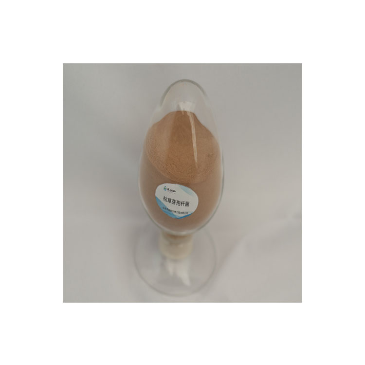 Saccharomyces Cerevisiae Yeast Yeast Price Yeast Saccharomyces Cerevisiae