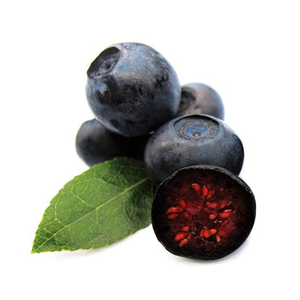 ผู้จัดจำหน่ายชั้นนำ สารสกัดบิลเบอร์รี่จากยุโรป แอนโทไซยานิน 25% แอนโทไซยานิน 36% - Product Image 2